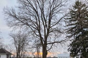 The Little Issues Publication #462 – Life, laughter, and plenty of nice meals!