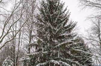 The Little Issues Publication #500 – Life, laughter, and many nice meals!